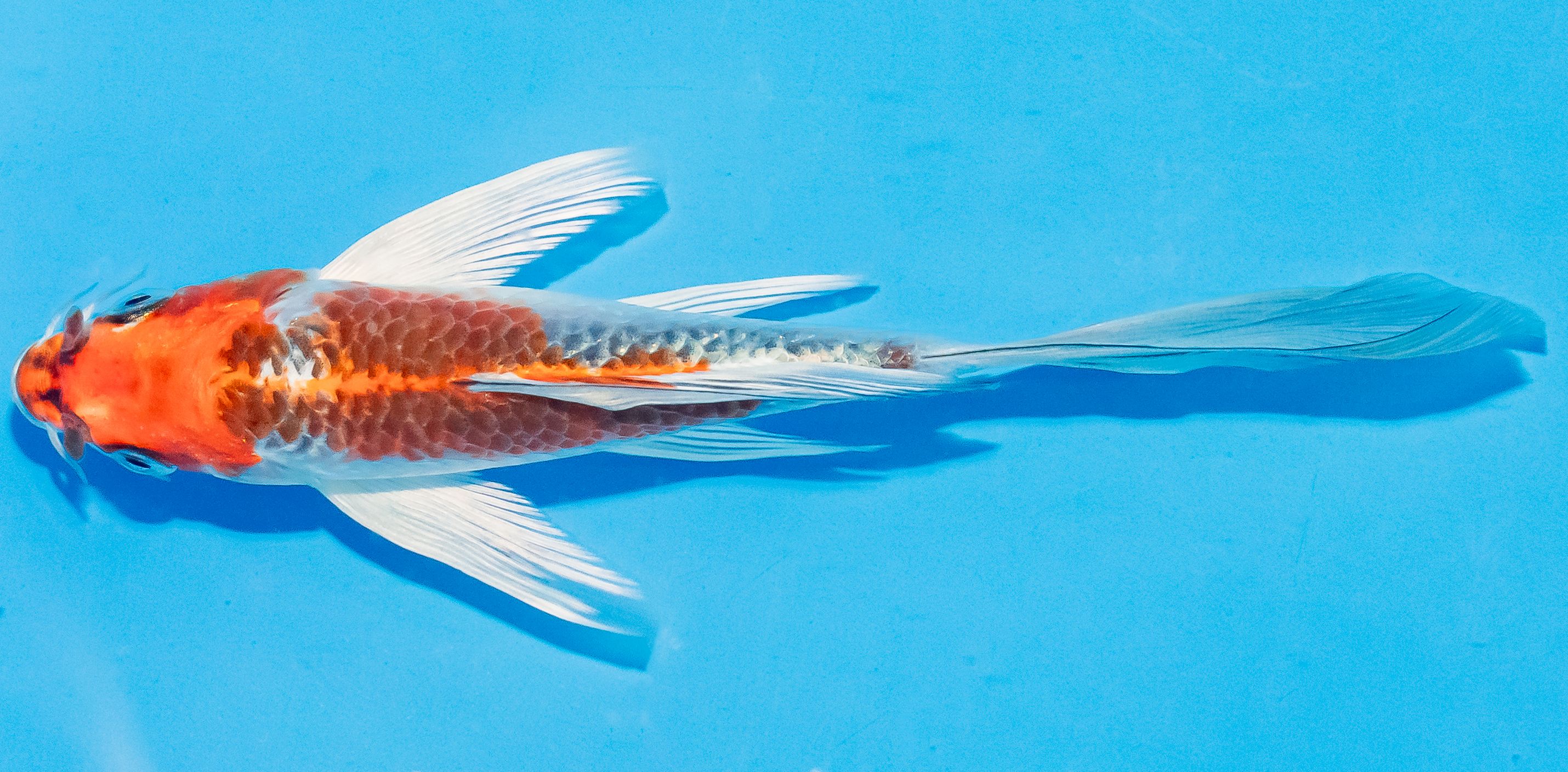 Butterfly Koi 14-17cm Nr. 3704