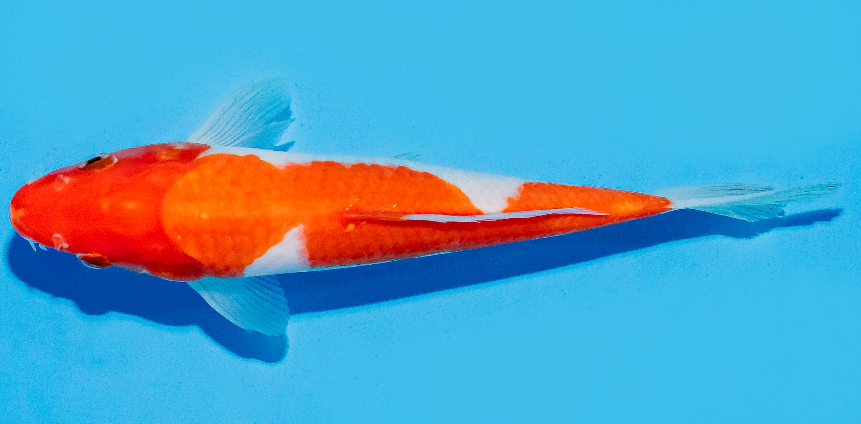 Koi 17-20cm Nr. 8741