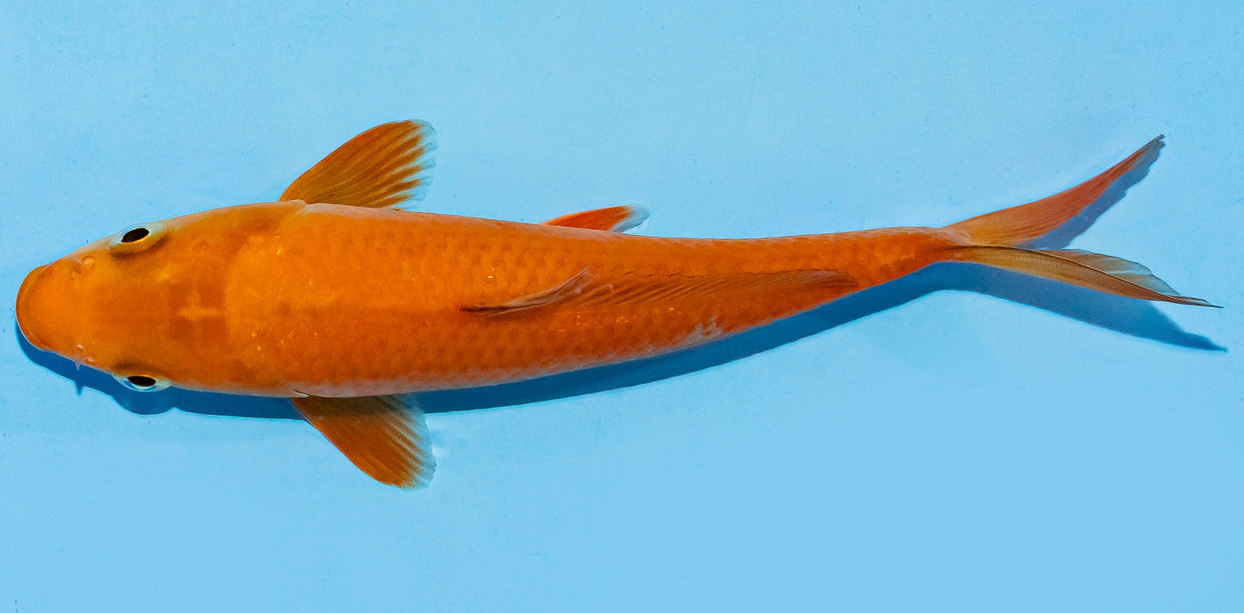 Koi 17-20cm Nr. 8777