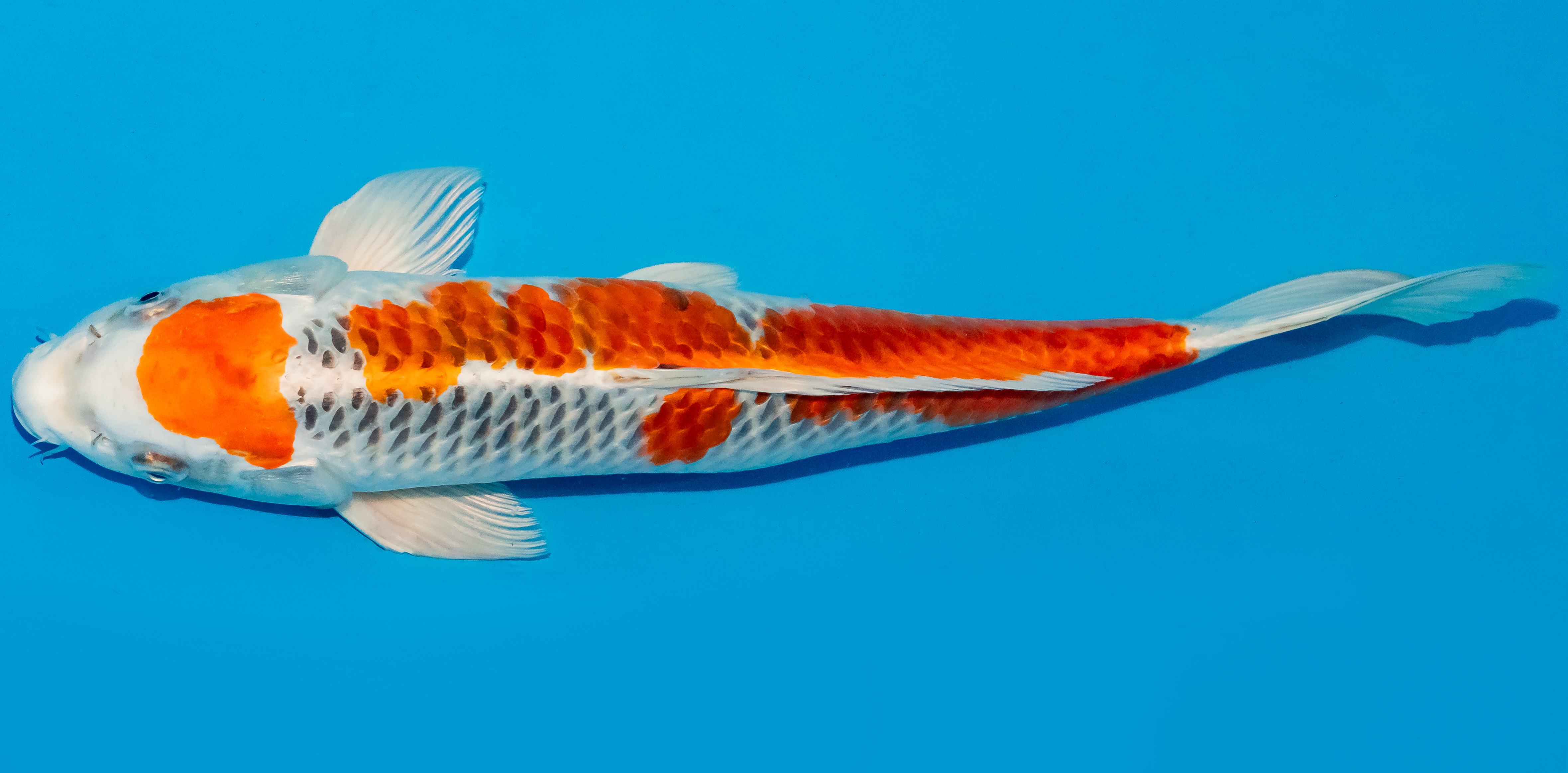 Koi 40-45cm Nr. 4977