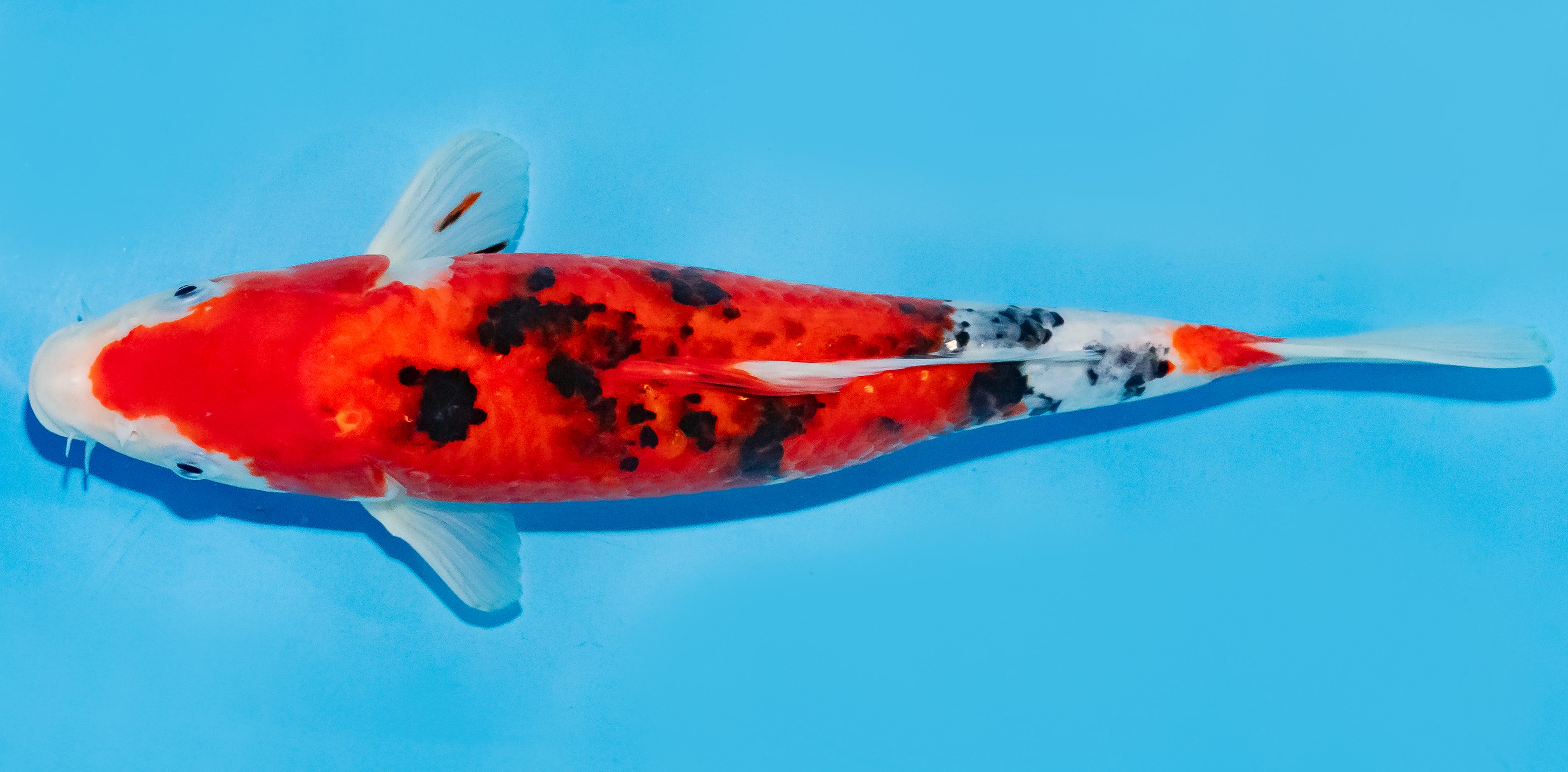 Koi 30-35cm Nr. 7617