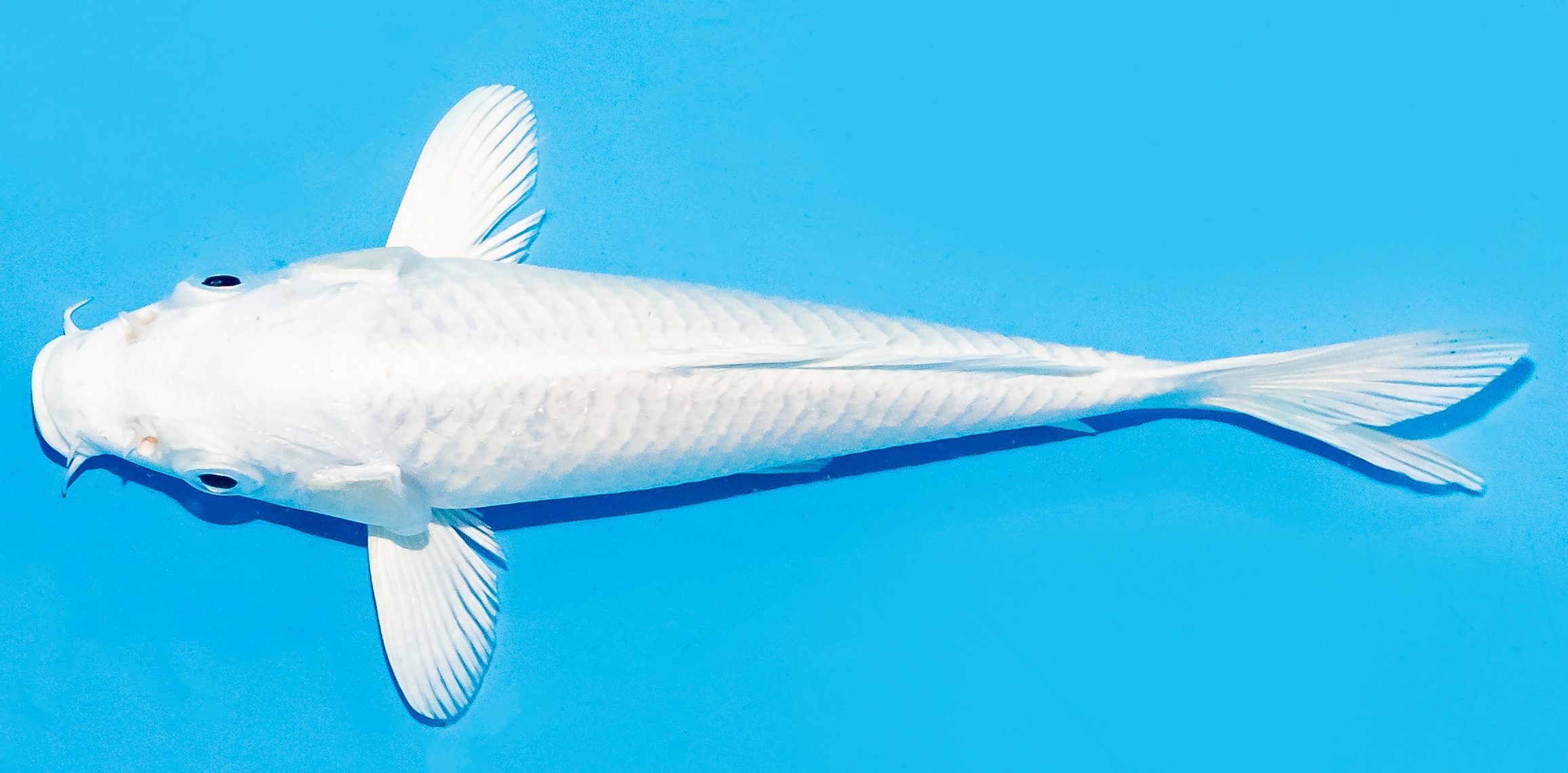 Koi 17-20cm Nr. 8748