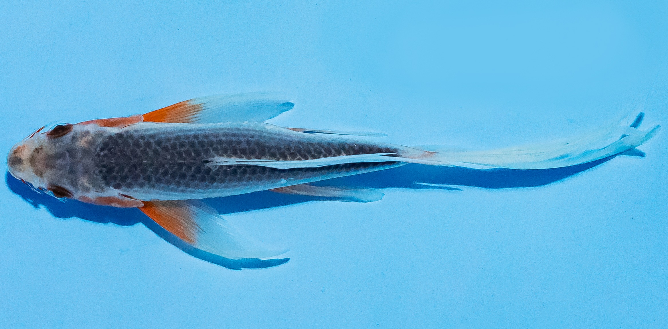 Butterfly Koi 14-17cm Nr. 5720