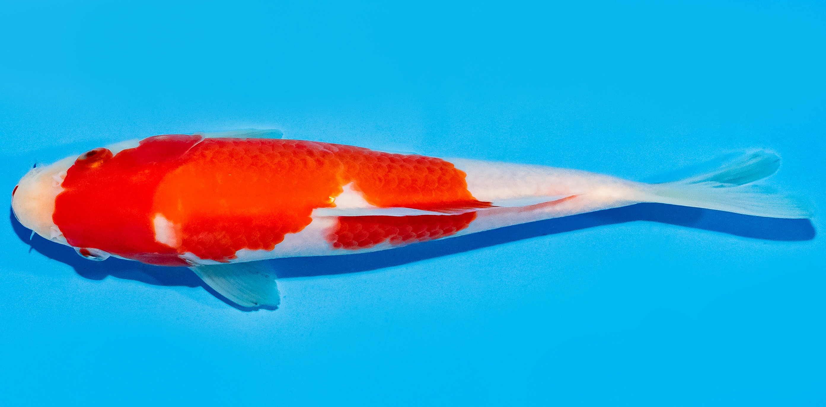 Koi 20-25cm Nr. 7513