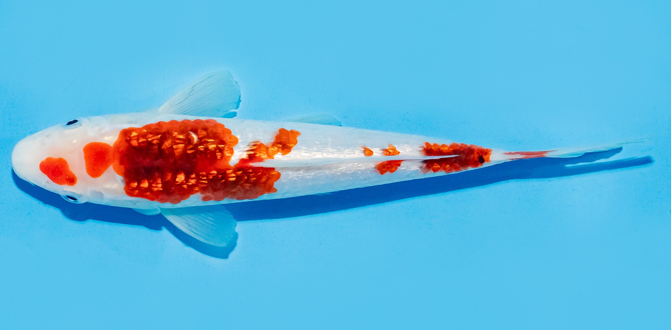 Koi 17-20cm Nr. 8703