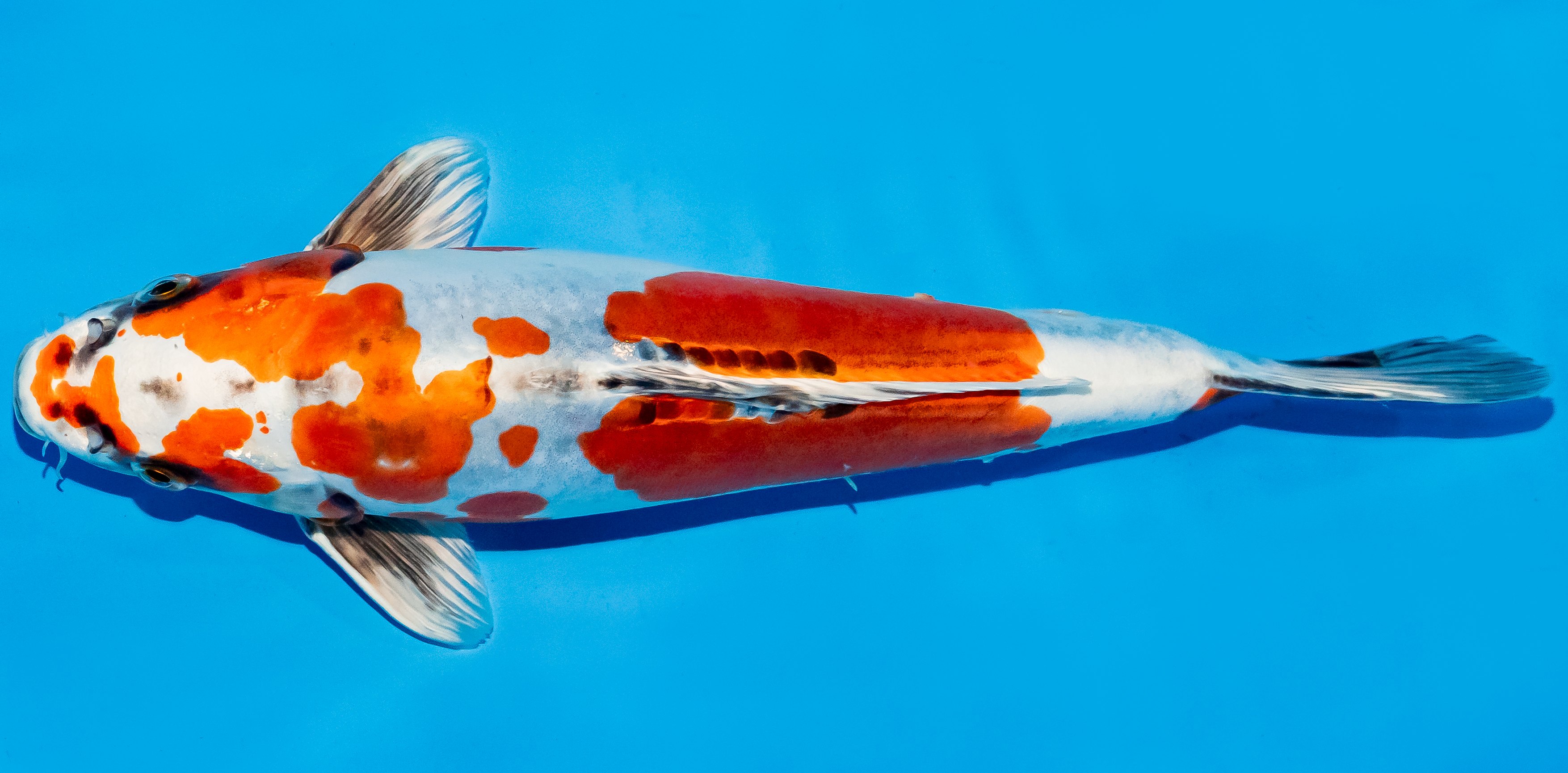 Koi 30-35cm Nr. 6306