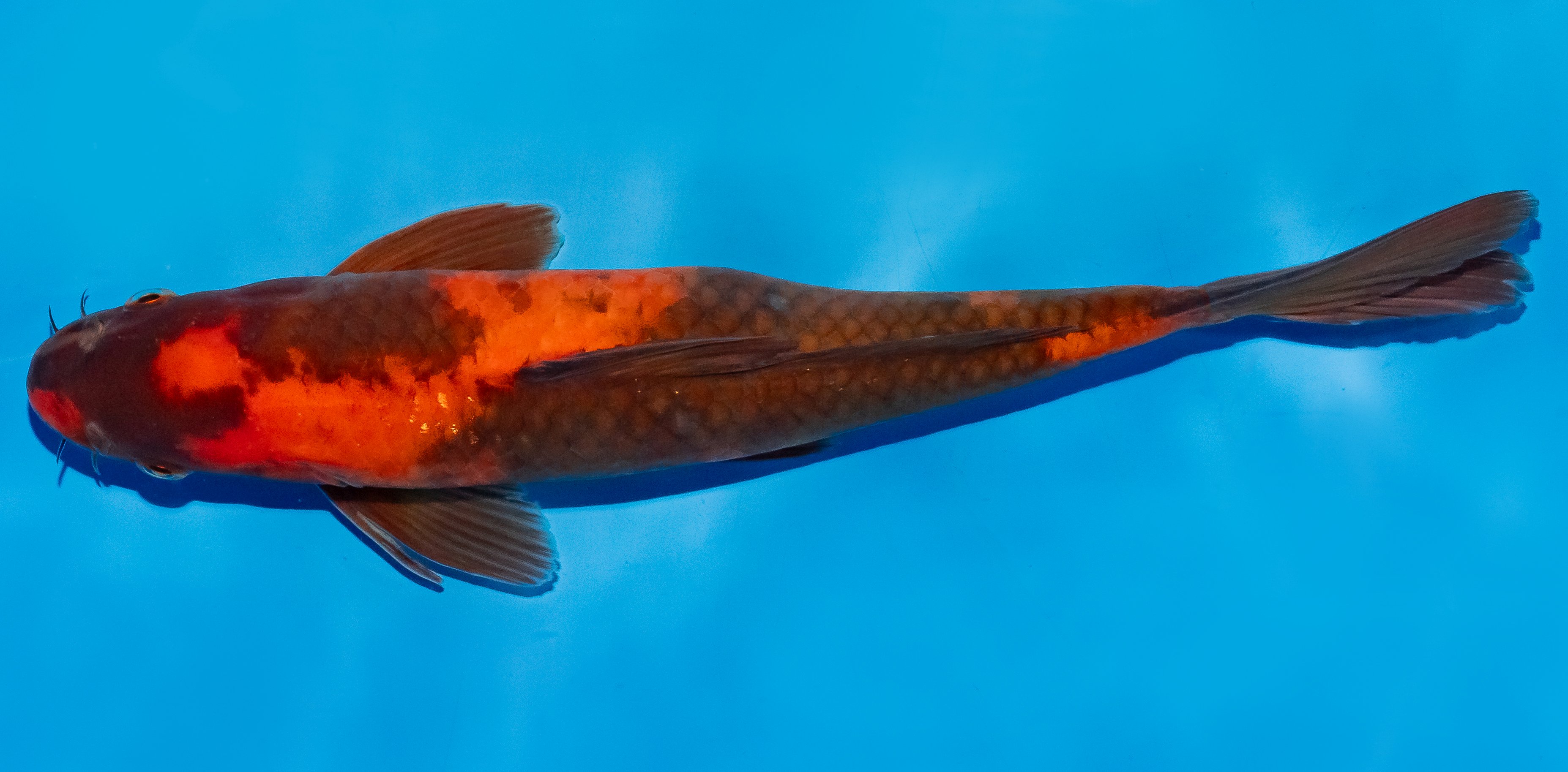 Koi 25-30cm Nr. 5380