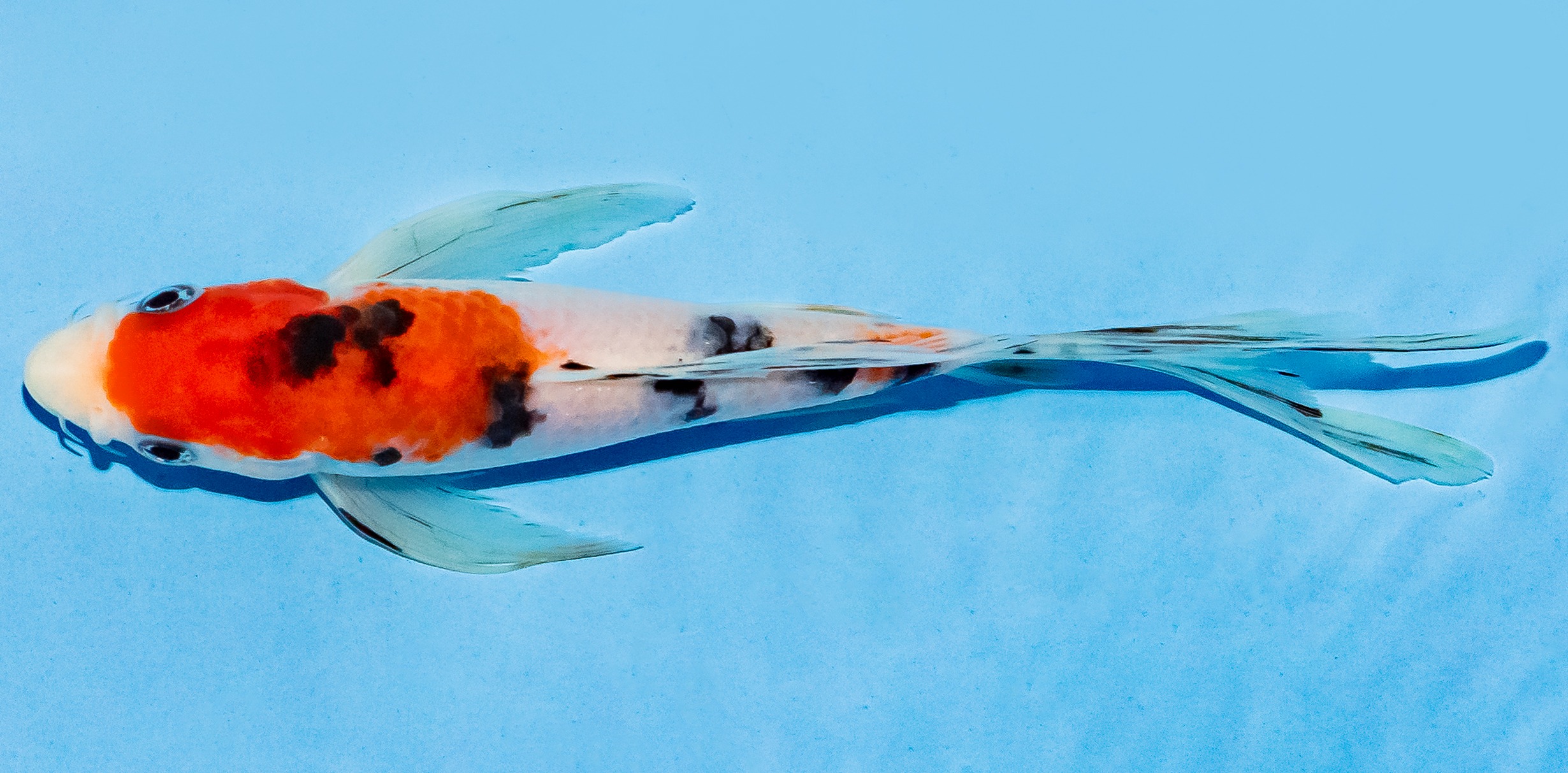 Butterfly Koi 17-20cm Nr. 5954