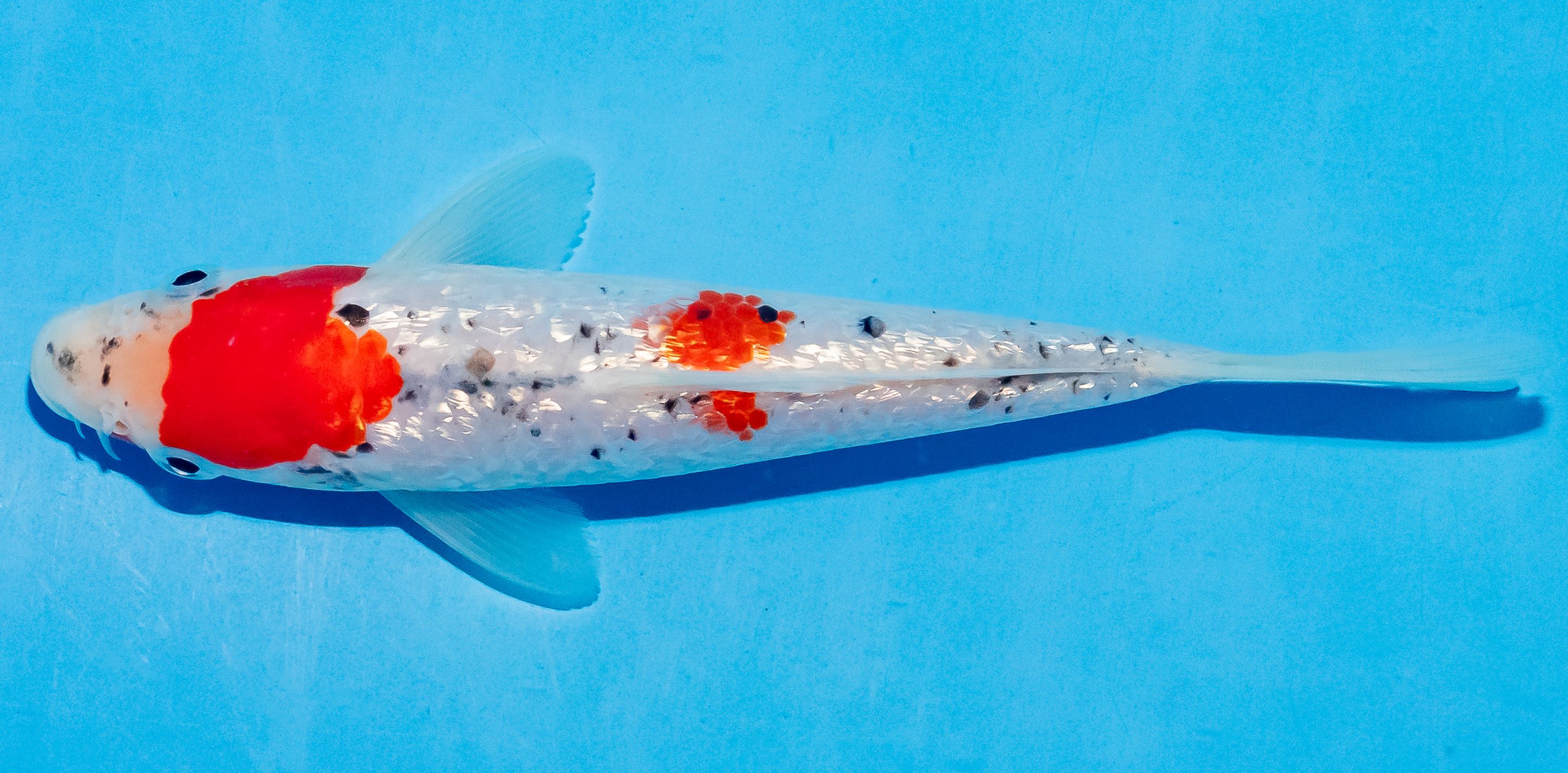 Koi 14-17cm Nr. 4724