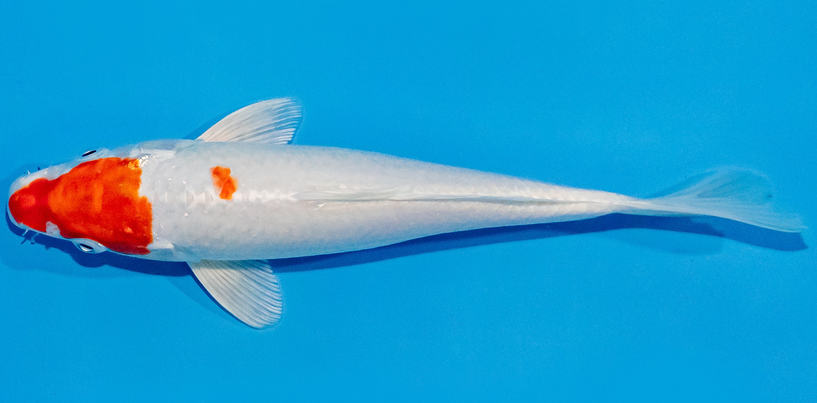 Koi 20-25cm Nr. 1918