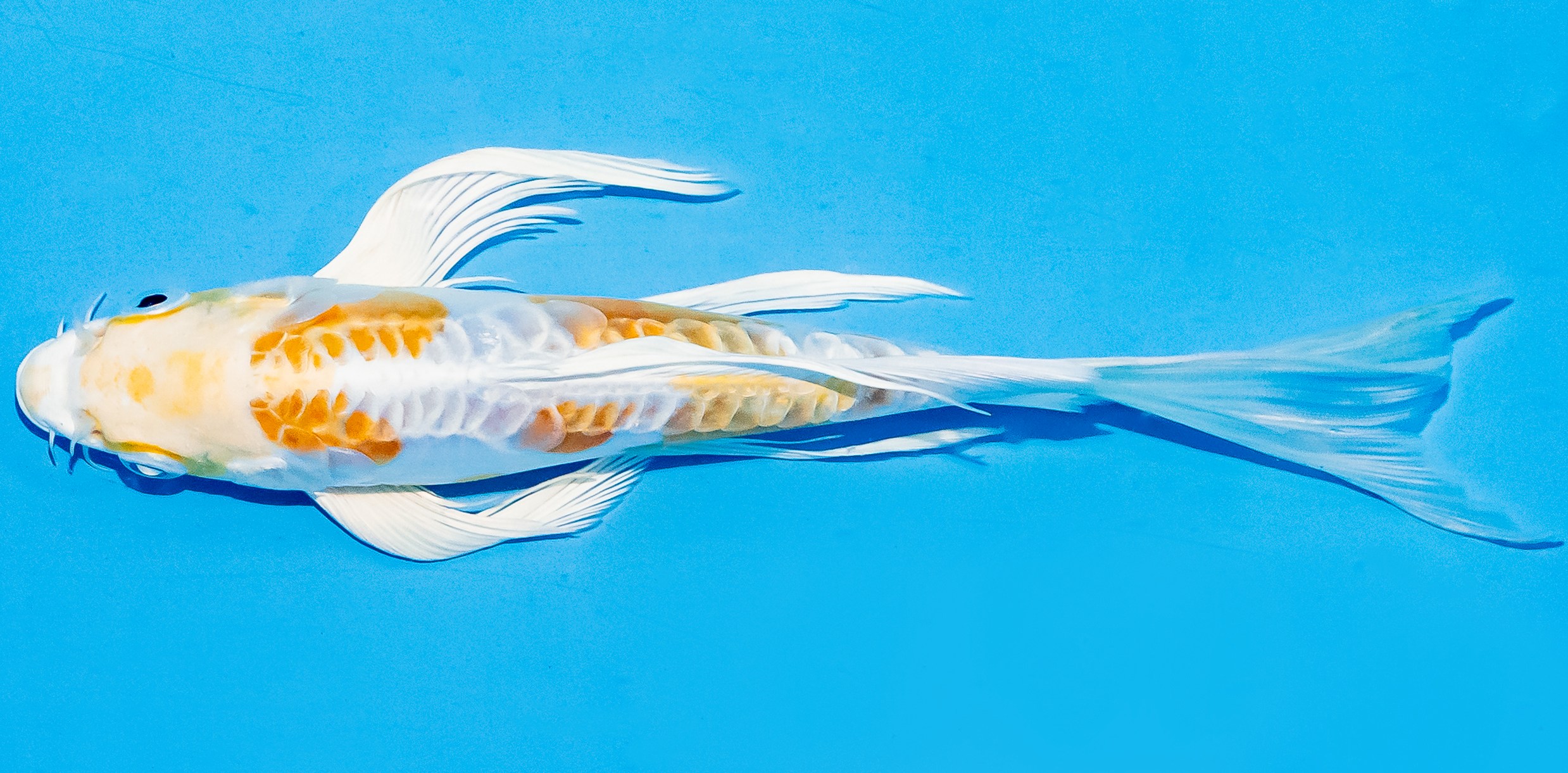 Butterfly Koi 17-20cm Nr. 5909