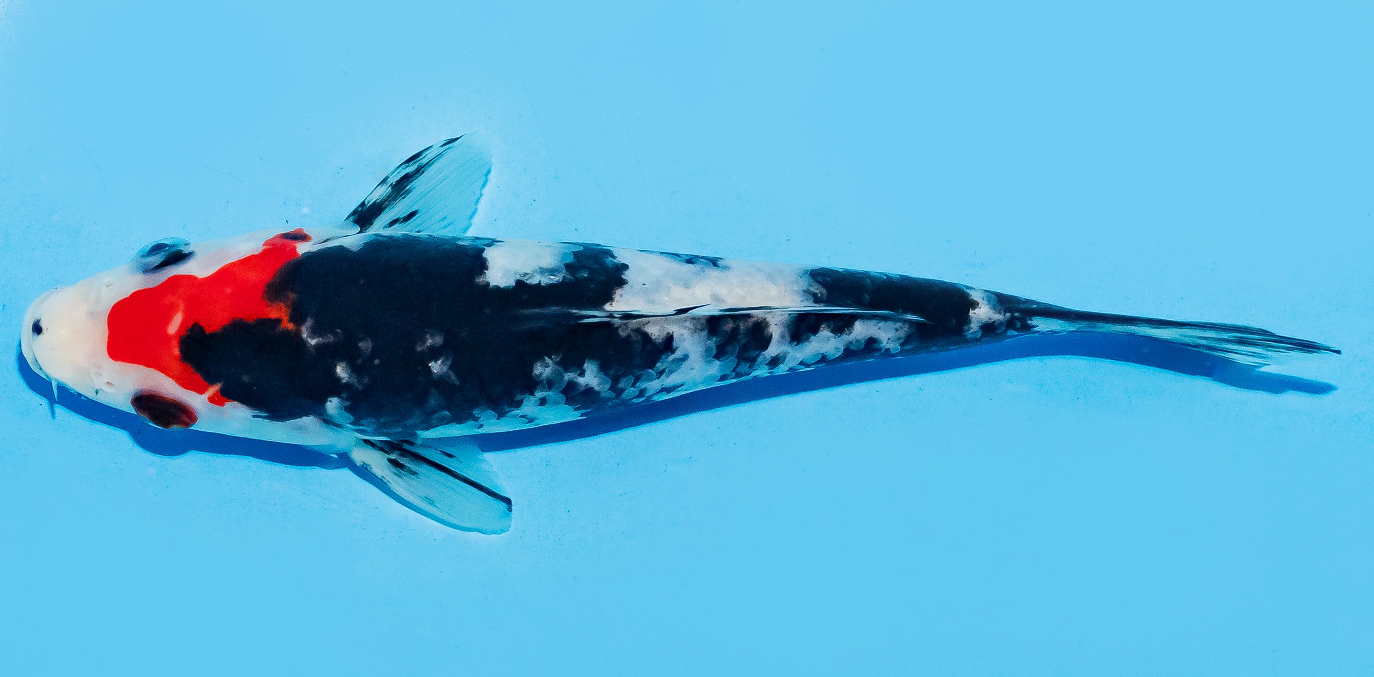 Koi 17-20cm Nr. 8730
