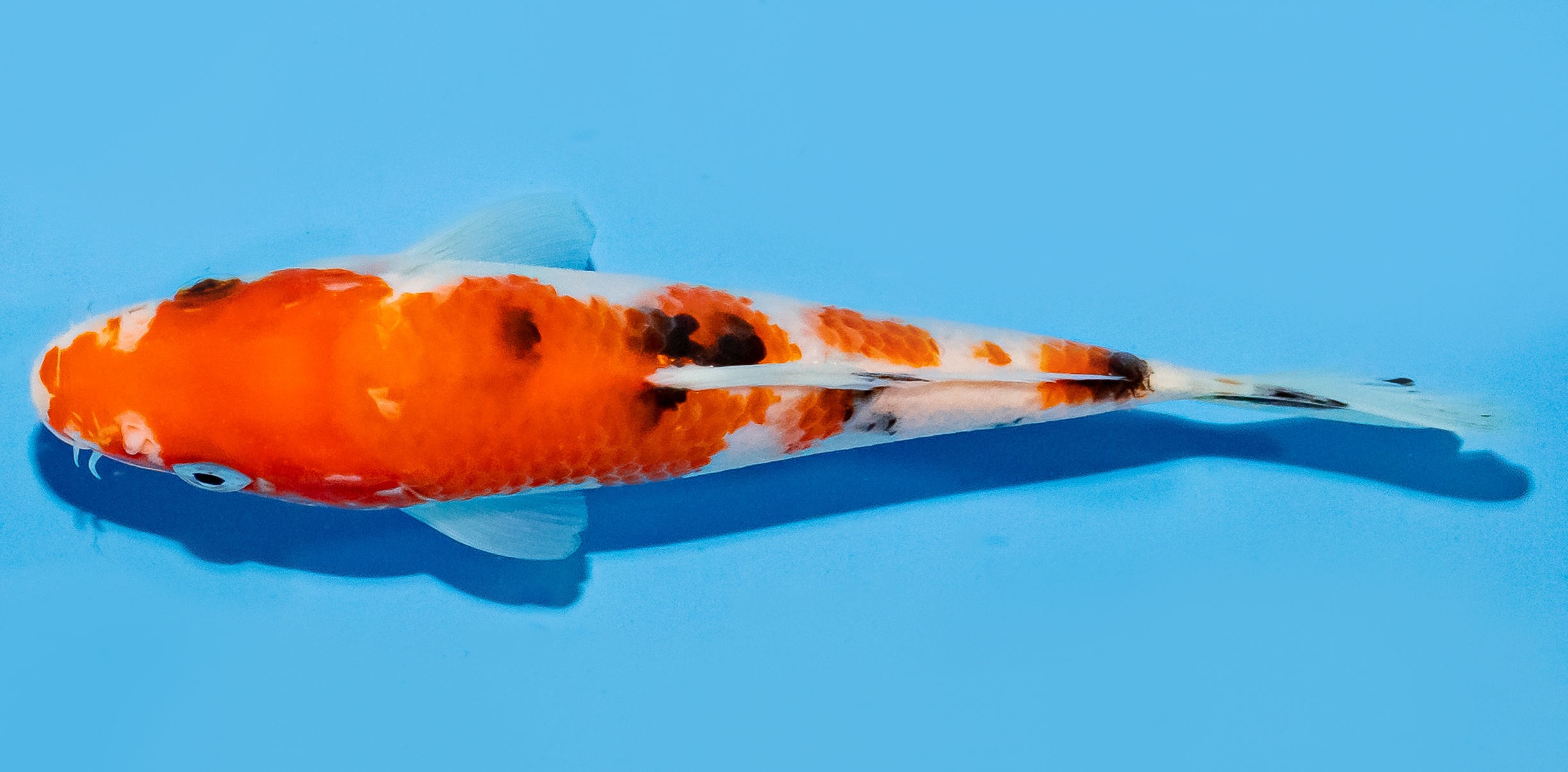 Koi 17-20cm Nr. 7765