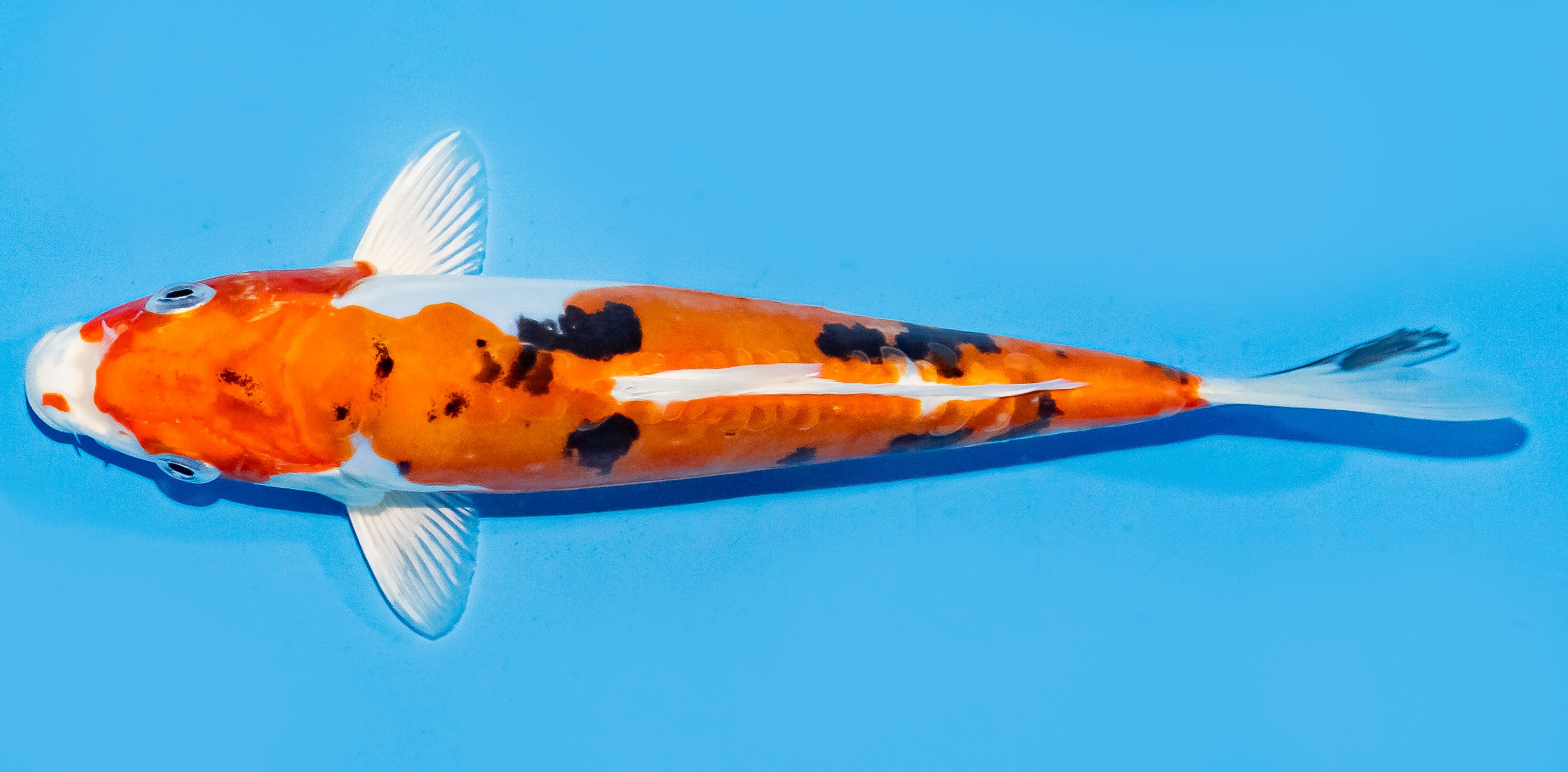 Koi 20-25cm Nr. 7574