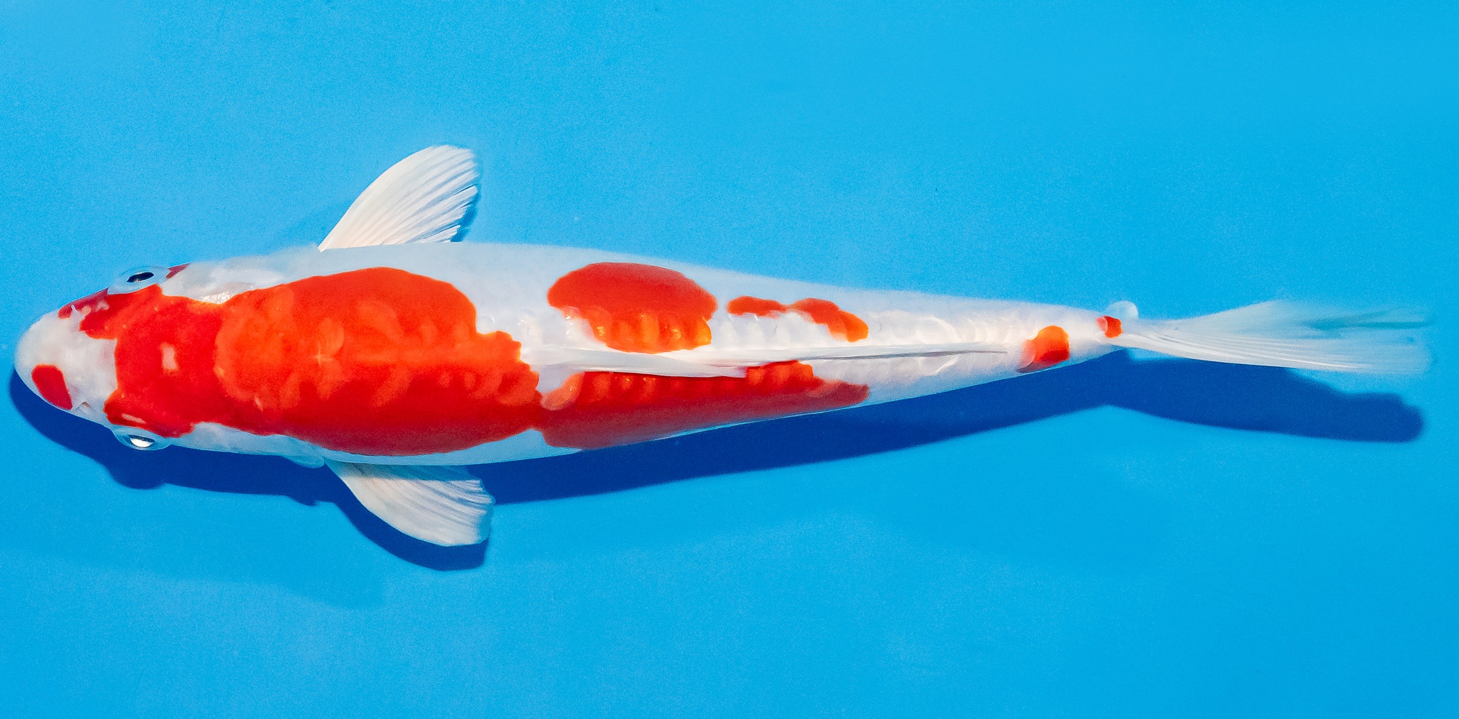 Koi 25-30cm Nr. 1688