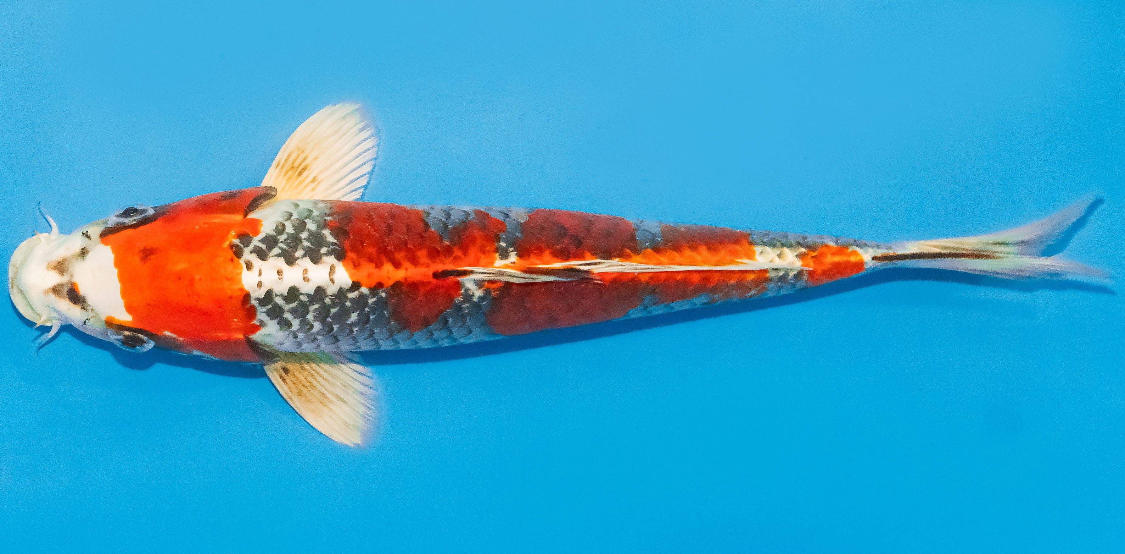 Koi 30-35cm Nr. 1370
