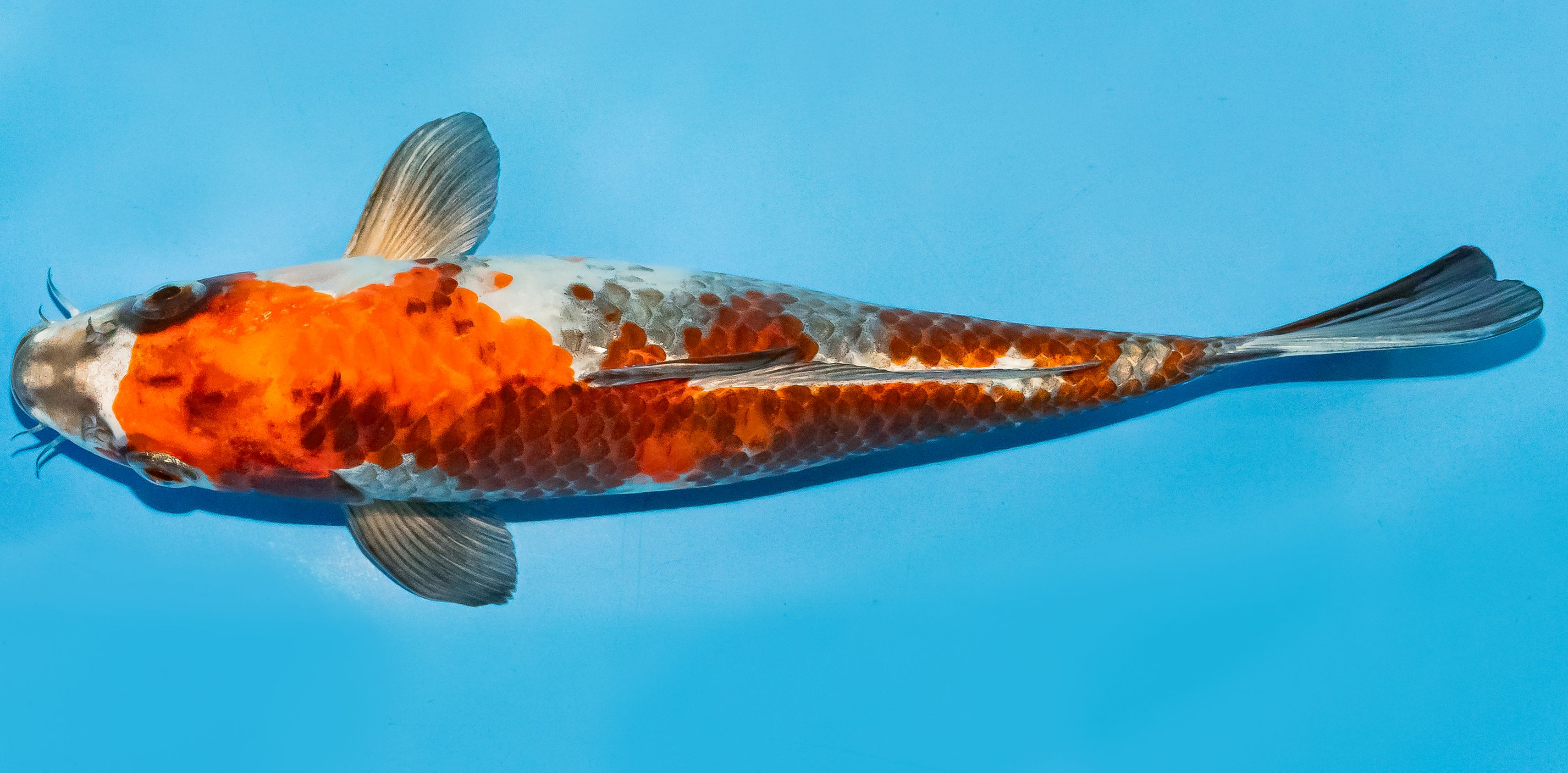 Koi 25-30cm Nr. 7939