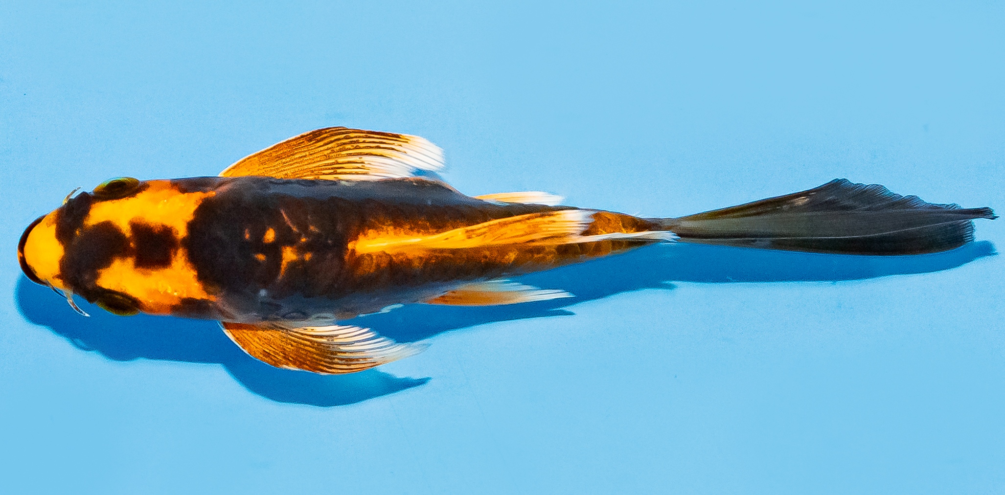 Butterfly Koi 14-17cm Nr. 7413