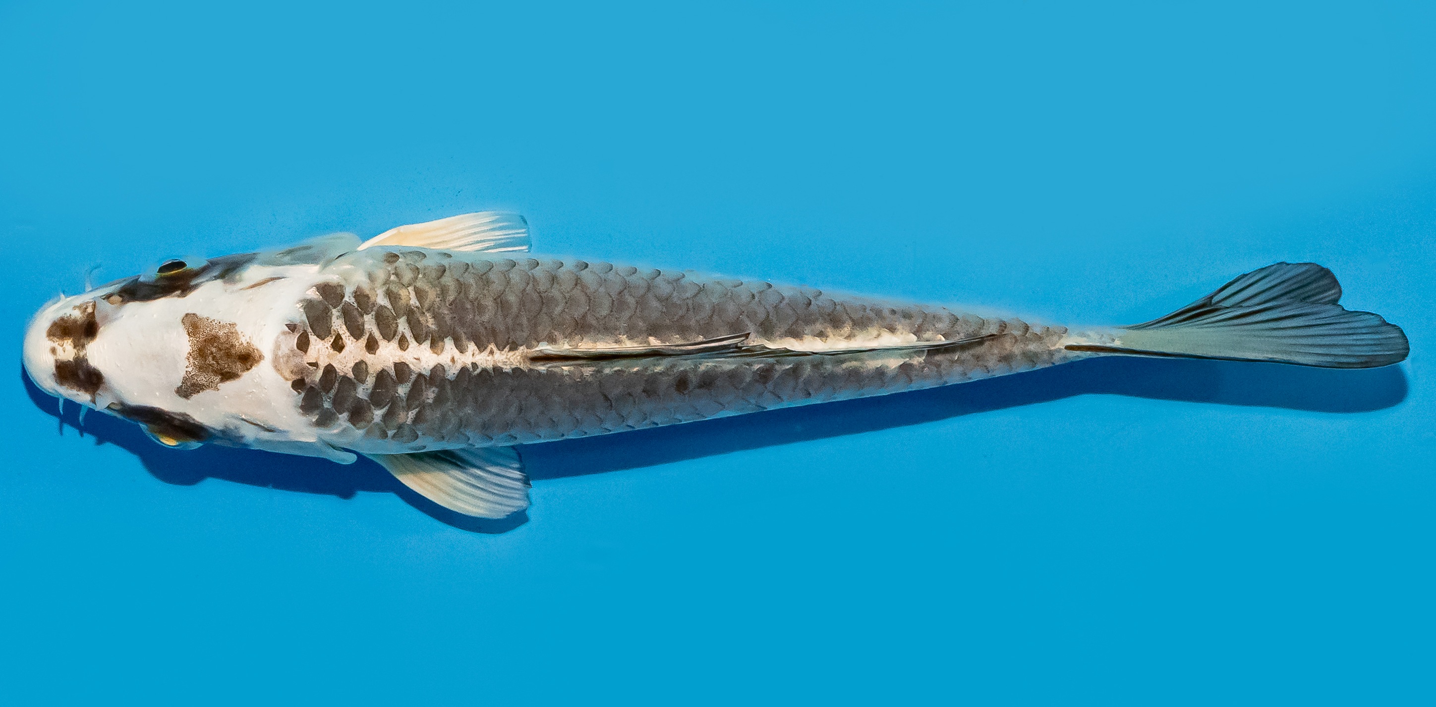Koi 20-25cm Nr. 8633