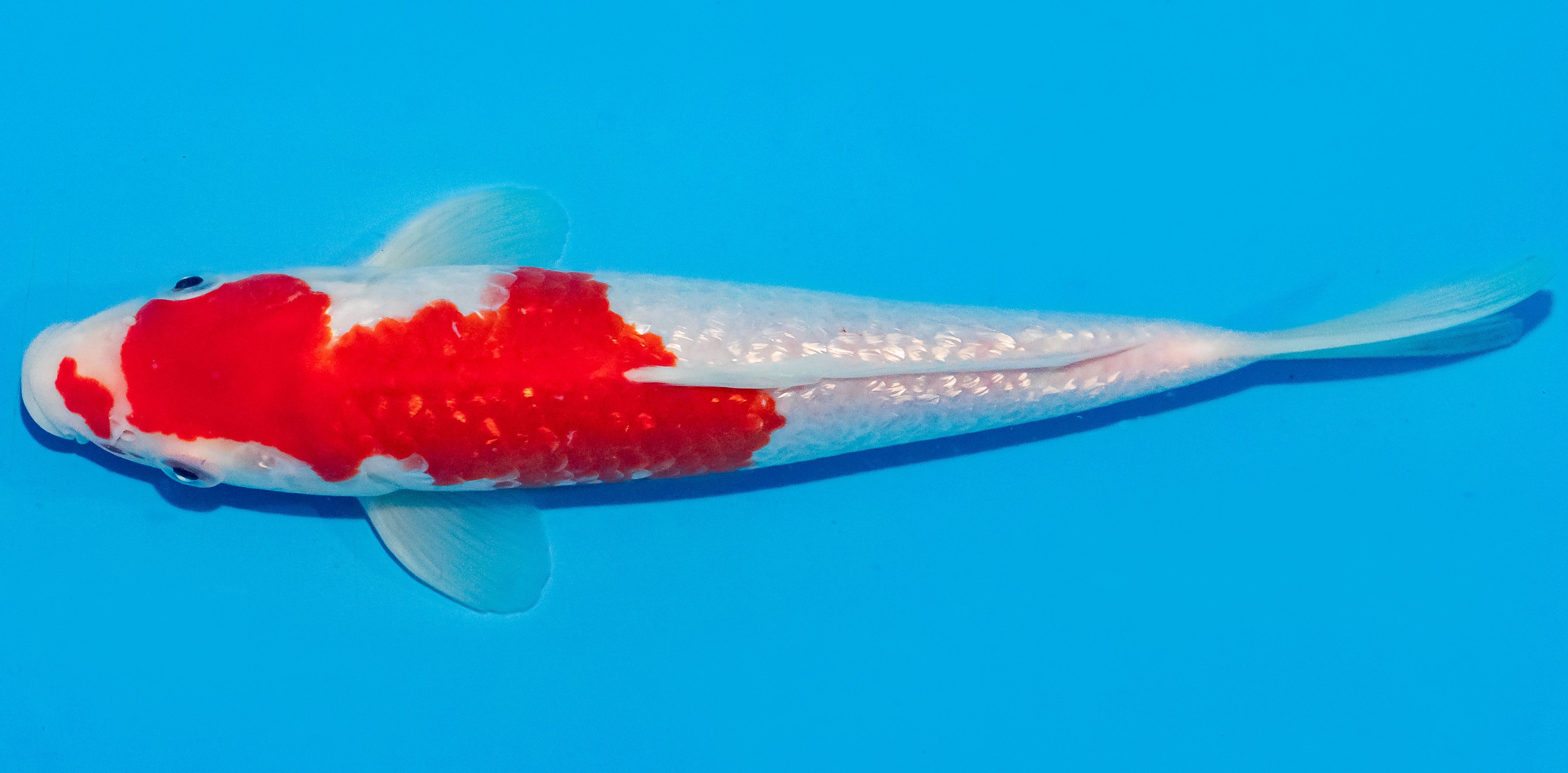 Koi 25-30cm Nr. 1561