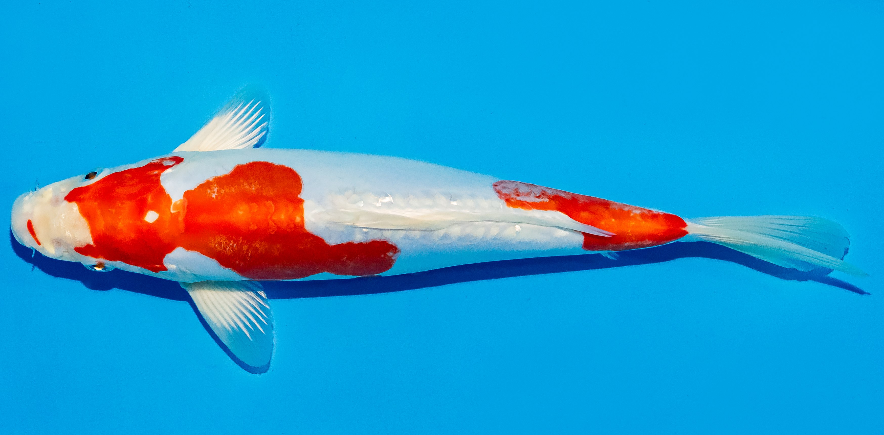 Koi 25-30cm Nr. 5315