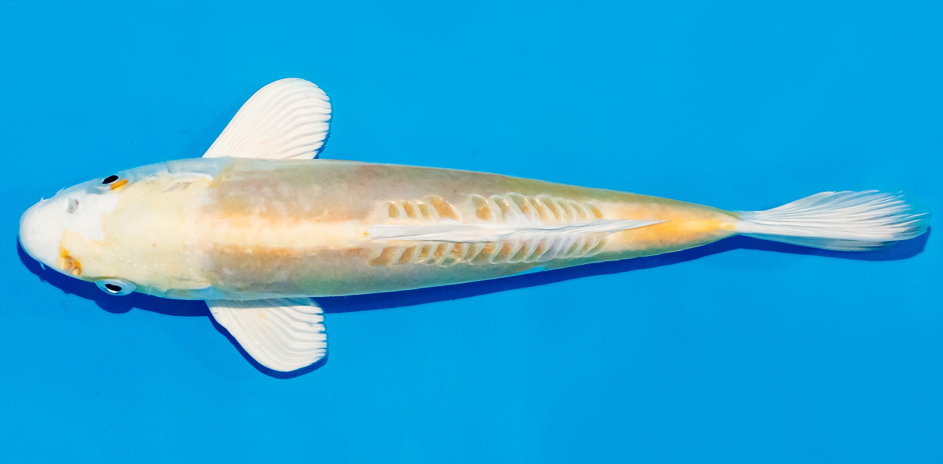 Koi 25-30cm Nr. 7927