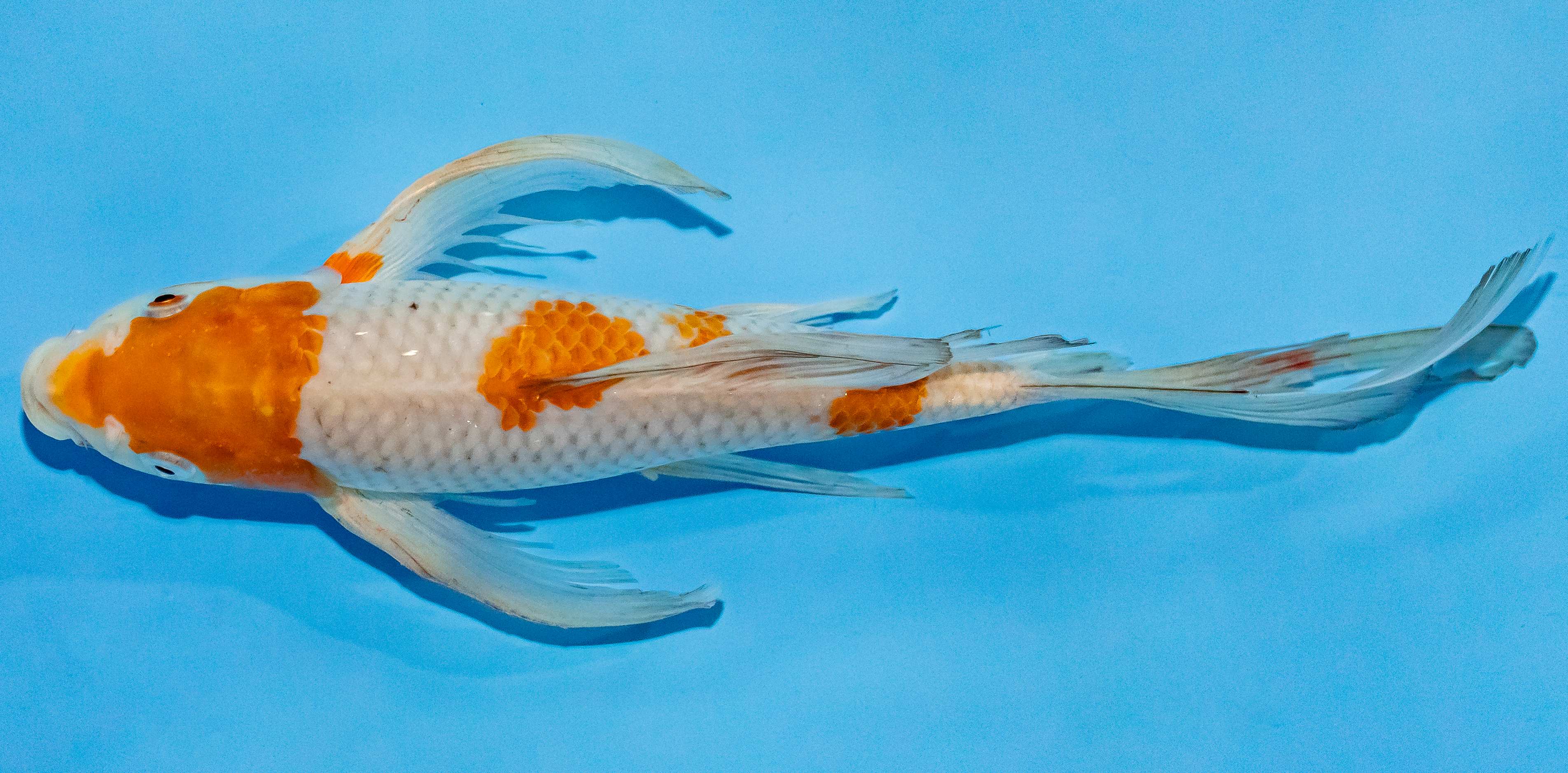 Butterfly Koi 25-30cm Nr. 2400
