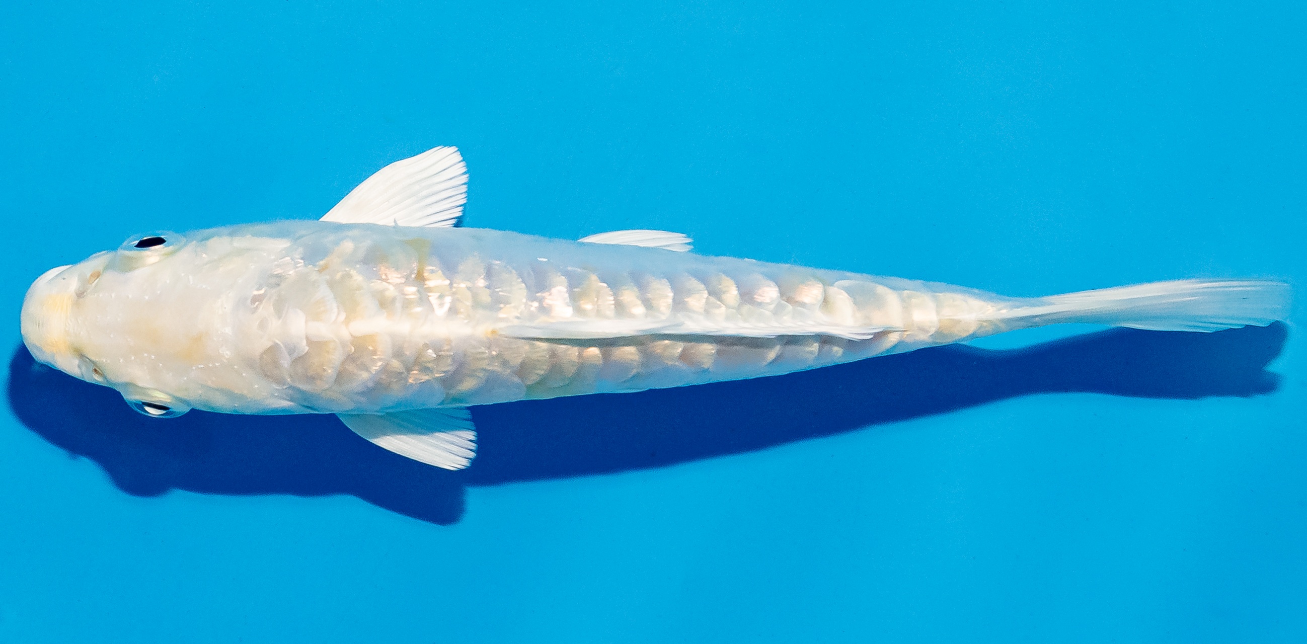 Koi 14-17cm Nr. 4750