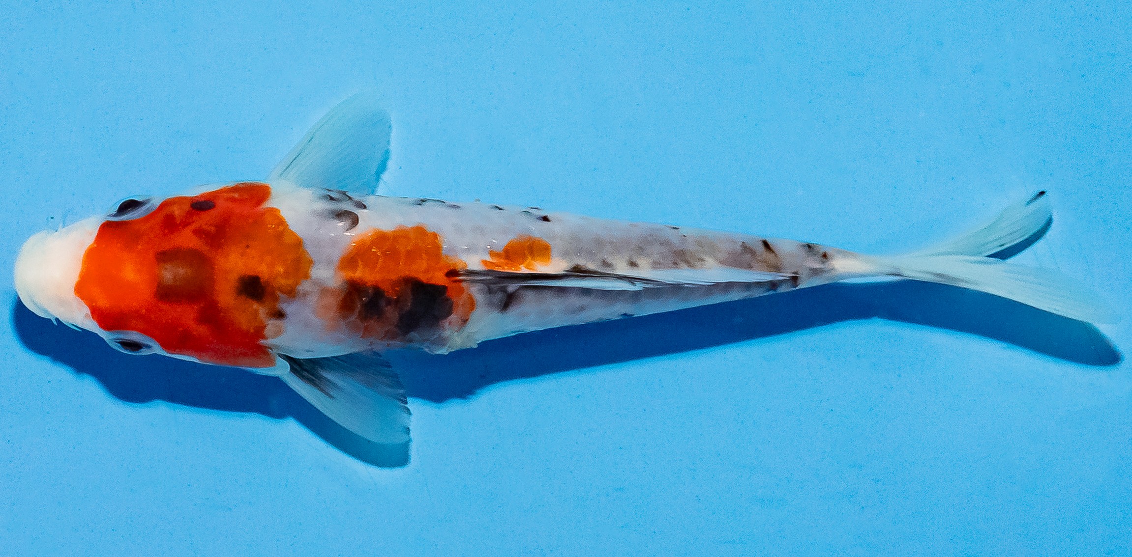 Koi 14-17cm Nr. 4749