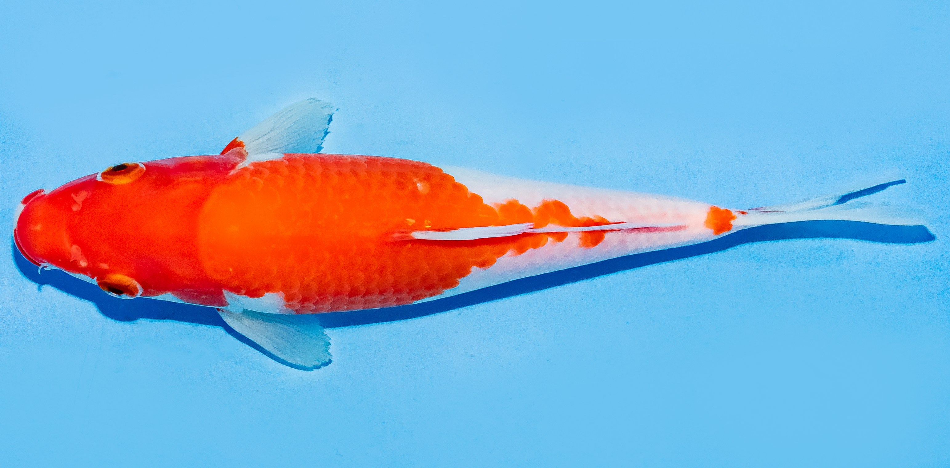 Koi 20-25cm Nr. 7508